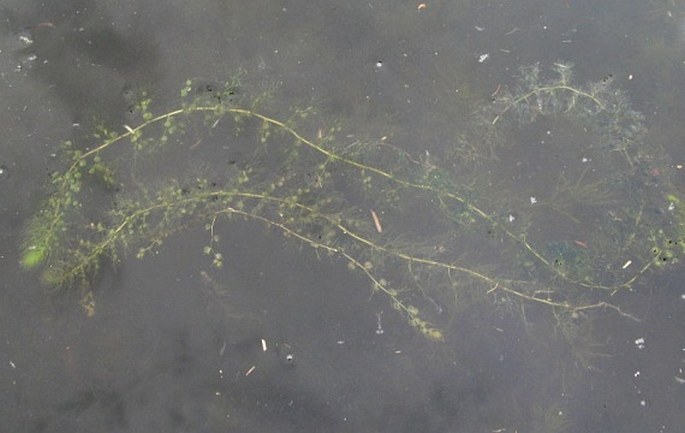 Utricularia vulgaris