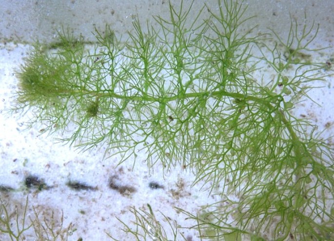 Utricularia vulgaris