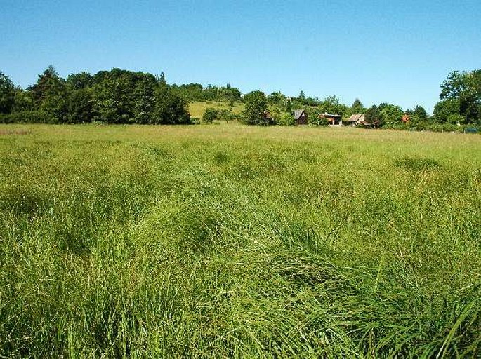 Litomyšlská pánev, U Vinic - přírodní památka