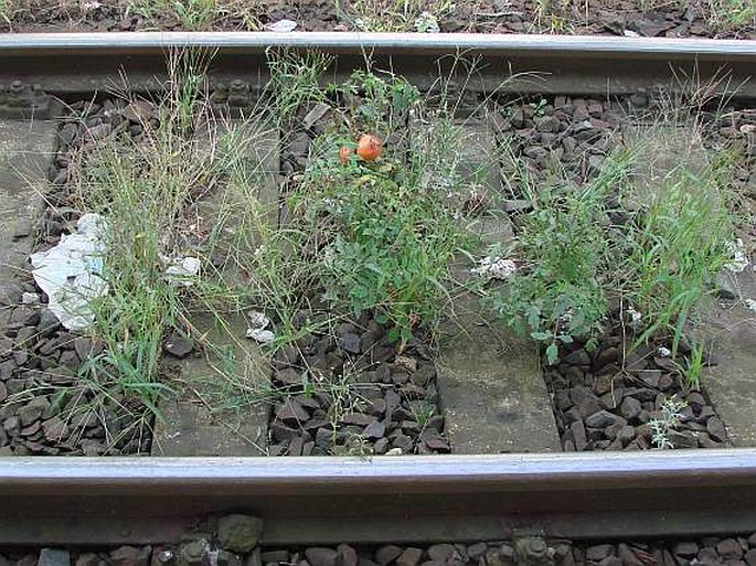 Solanum lycopersicum