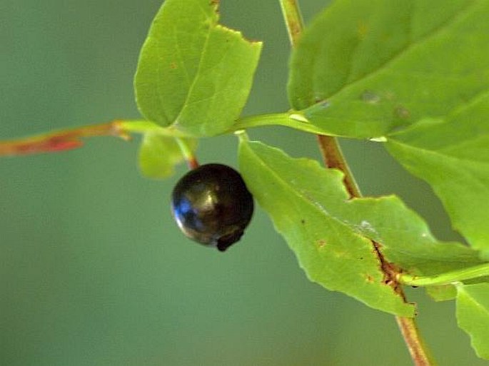 Vaccinium alaskaense