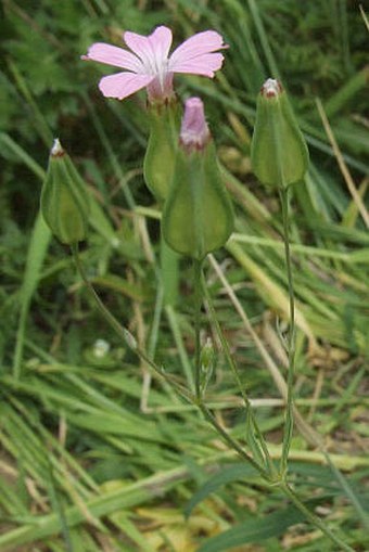 Vaccaria hispanica