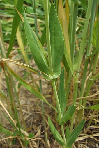 Vaccaria hispanica