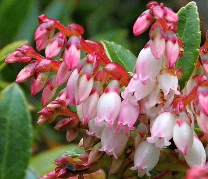 Vaccinium consanguineum