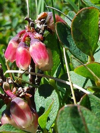 Vaccinium gaultherioides