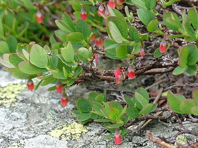 VACCINIUM GAULTHERIOIDES Bigelow – vlochyně náholní / brusnica drobnolistá