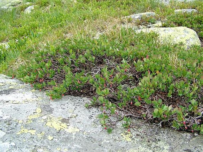 Vaccinium gaultherioides