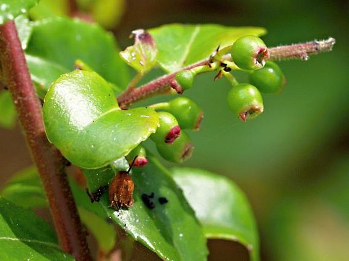 Vaccinium ovatum