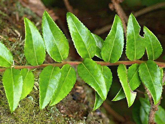 Vaccinium ovatum