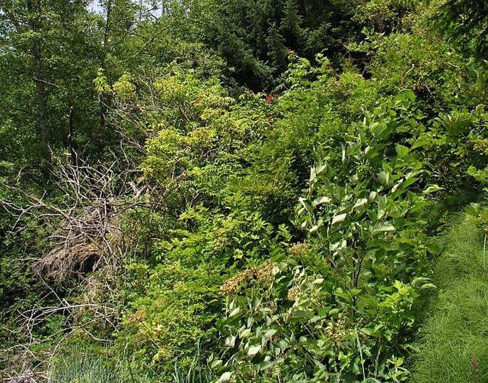 Vaccinium parvifolium