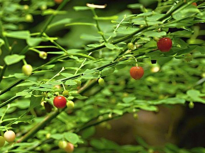 Vaccinium parvifolium