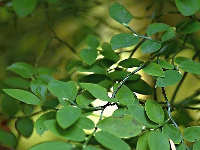 Vaccinium parvifolium