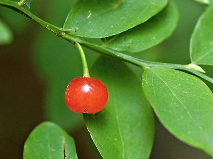 Vaccinium parvifolium