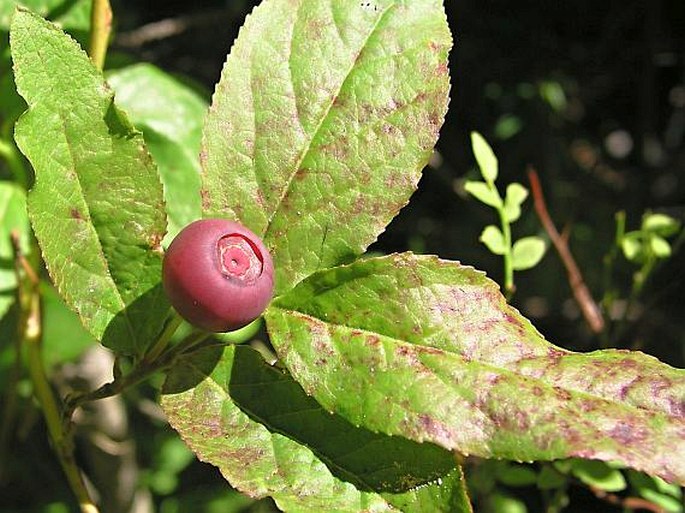 VACCINIUM MEMBRANACEUM Douglas ex Hook. – brusnice / brusnica