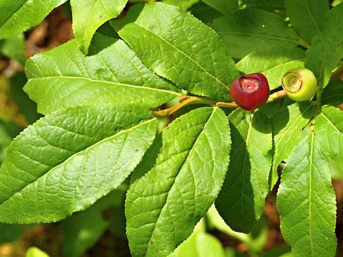 Vaccinium membranaceum