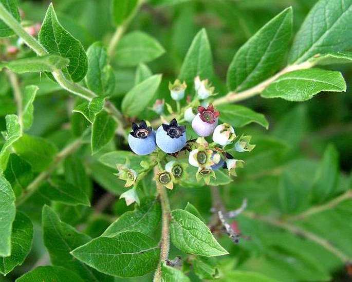 VACCINIUM MYRTILLOIDES Michx. – brusnice / brusnica