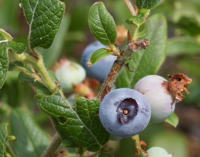 Vaccinium myrtilloides