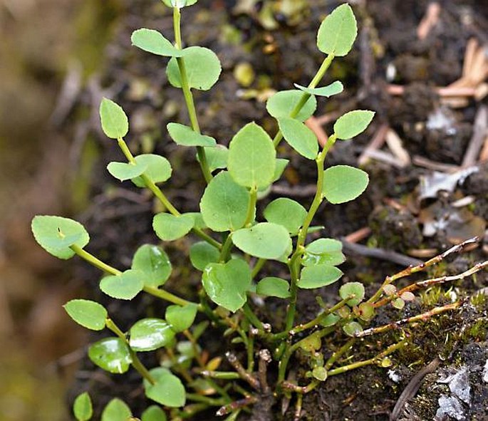 Vaccinium scoparium