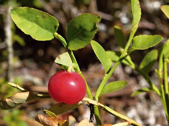 Vaccinium scoparium