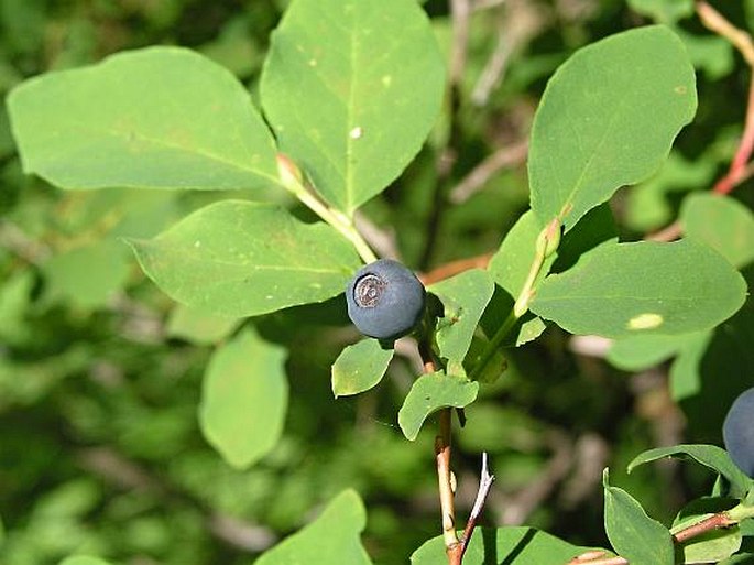 VACCINIUM OVALIFOLIUM Sm. – brusnice / brusnica