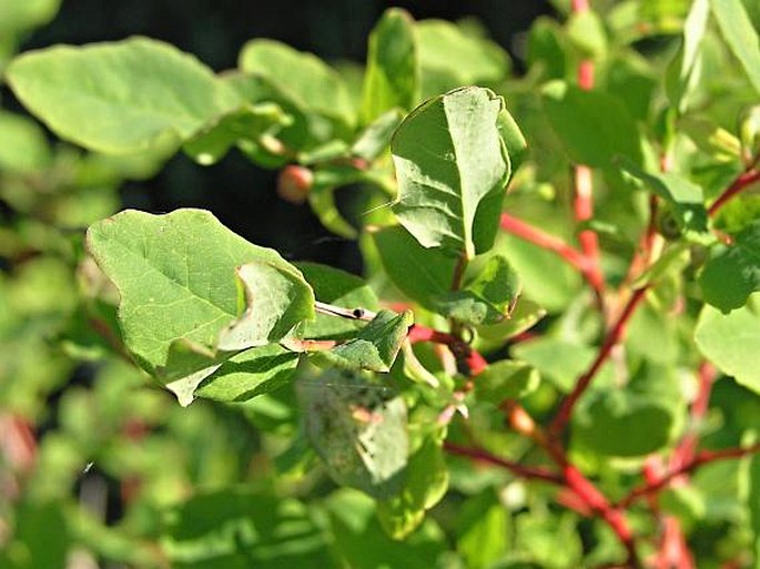 Vaccinium ovalifolium