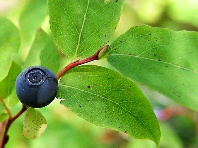 Vaccinium ovalifolium