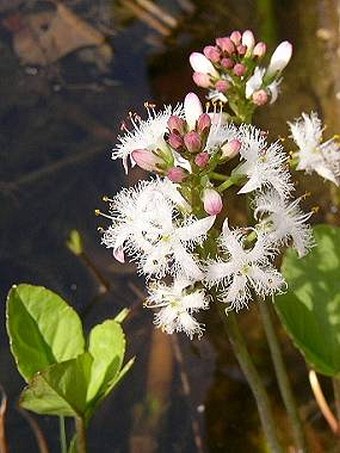 Menyanthes trifoliata