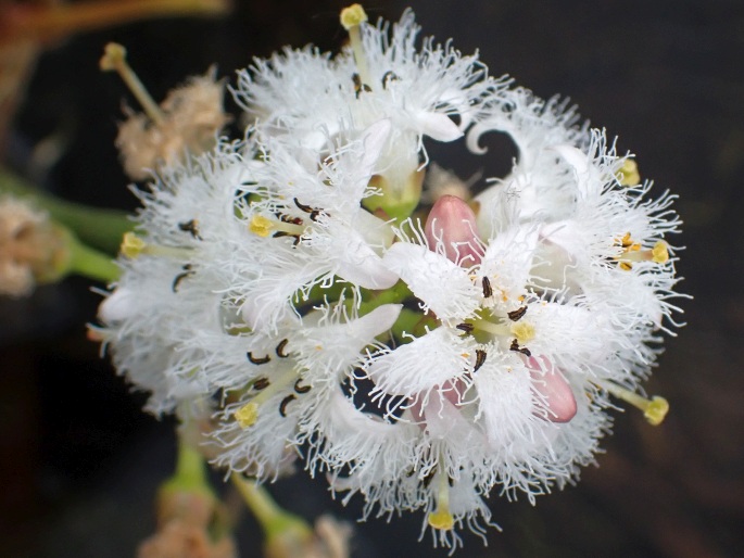 Menyanthes trifoliata