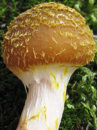 Armillaria gallica