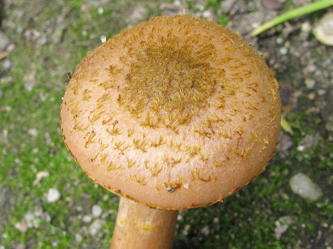 Armillaria gallica