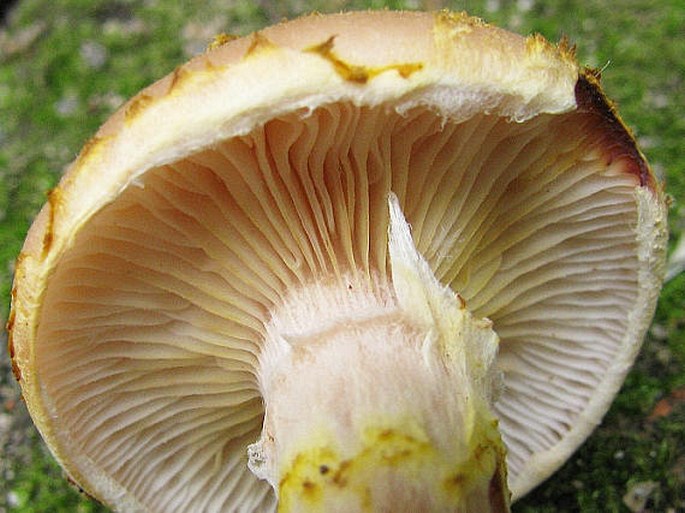 Armillaria gallica