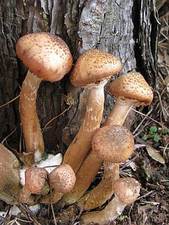 Armillaria ostoyae