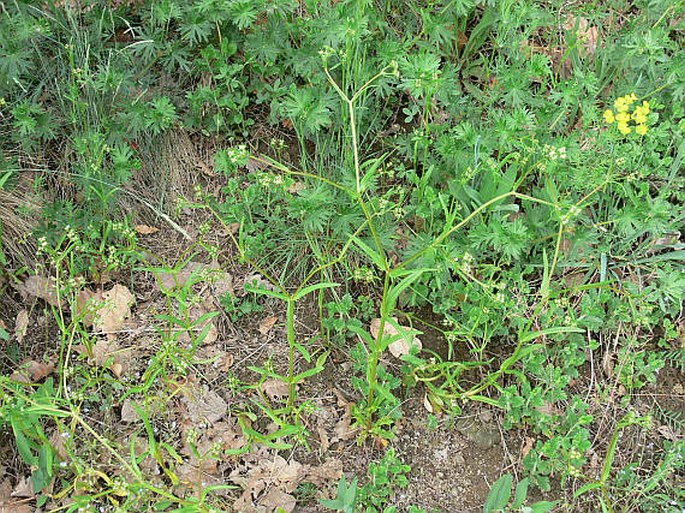 Valerianella dentata subsp. eriosperma