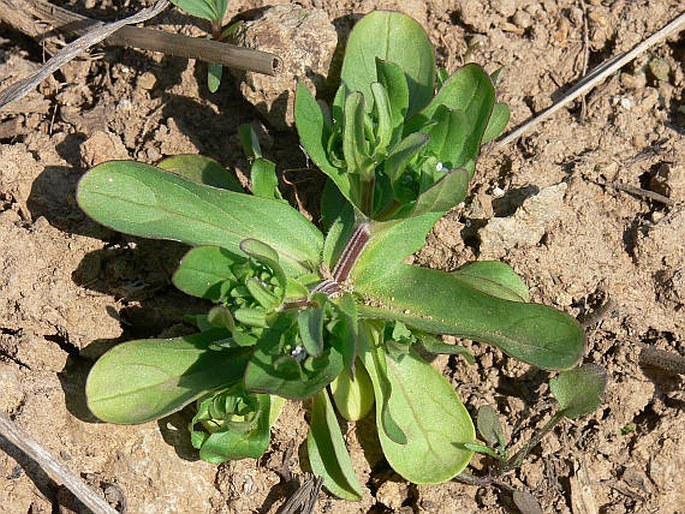 Valerianella locusta