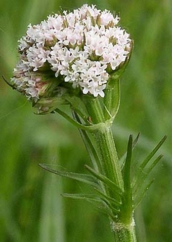 Valeriana dioica