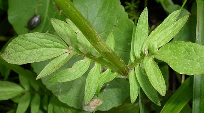 Valeriana dioica