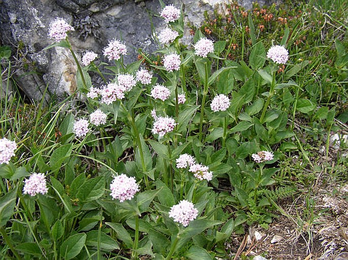 Valeriana montana