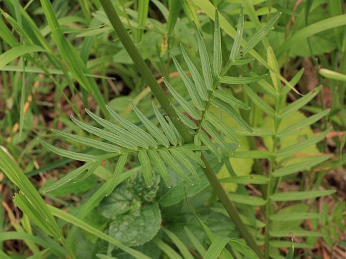 Valeriana stolonifera subsp. angustifolia