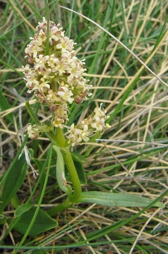 Valeriana celtica subsp. norica