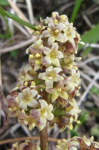 Valeriana celtica subsp. norica