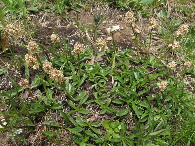 Valeriana celtica subsp. norica