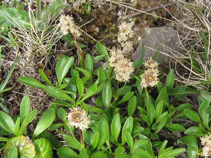 Valeriana celtica subsp. norica