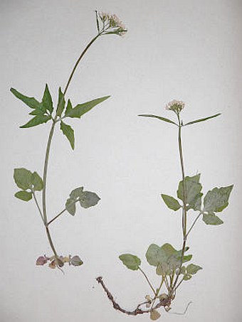 Valeriana tripteris subsp. austriaca