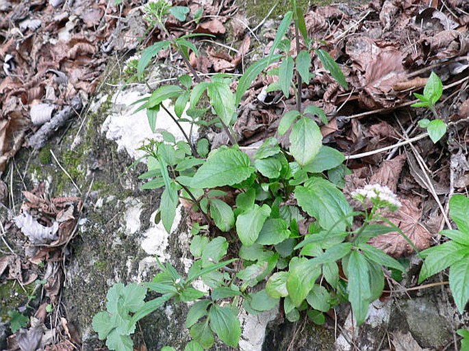 Valeriana tripteris subsp. austriaca