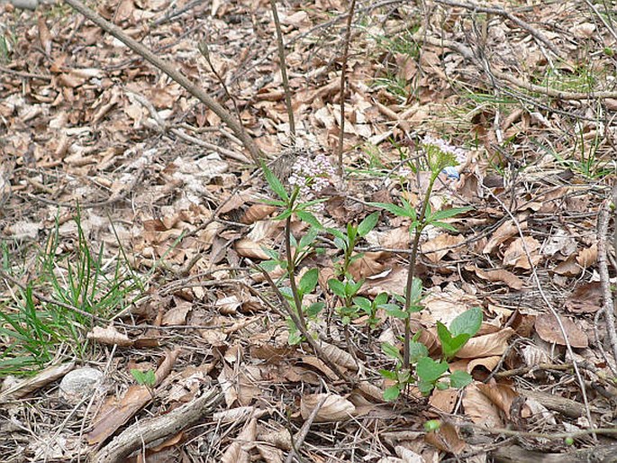 Valeriana tripteris subsp. austriaca