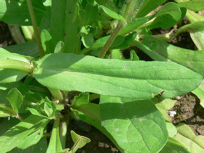 Valerianella dentata