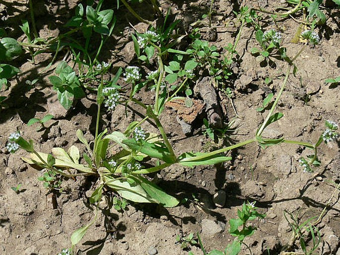 Valerianella dentata