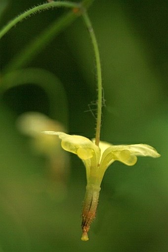 Vancouveria chrysantha