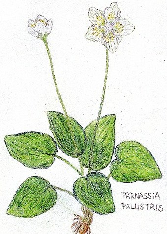 Soutěž Nejlepší botanická ilustrace roku 2011 - Jindra Vančurová
