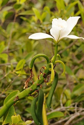 Vanilla phalaenopsis